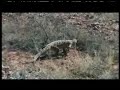Huell Howser in Austrailia - Huge Lizard
