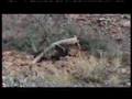 Huell Howser in Austrailia - Huge Lizard
