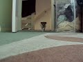 Sneaky Jack Russell puppy hunting!