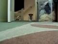 Sneaky Jack Russell puppy hunting!