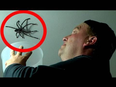 Creepy Big Spider Attacks Daddy