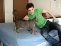 cat leash
