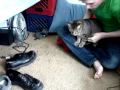 Cat Leash
