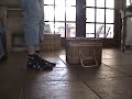 Cat training montauge Cat training montauge