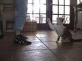 Cat training montauge