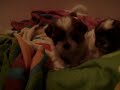 puppies3 puppies3