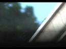 More bird footage