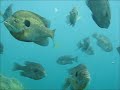 SCUBA Diving @ Lake Rawlings