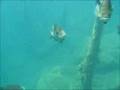 SCUBA Diving @ Lake Rawlings