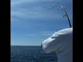 Russ Billfish Video 2 Russ Billfish Video 2