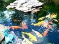 Koi in Paradise