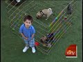 Introducing Dogs To Children Introducing Dogs To Children