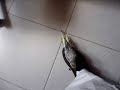 cacatua   calopsita pássaro exótico domesticado