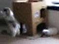 Bailey Bunny Does A Binky and Pops A Wheelie