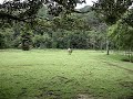 Visigodo MUITO mau