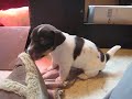 Jack Russell Terriër reutje te koop Jack Russell Terriër reutje te koop