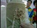 Shantou Teochew Chiu-Chow - Porcelain Tradition (czcgtczd)
