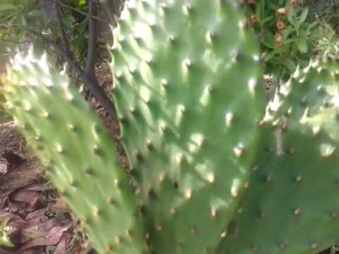 how to transplant nopales