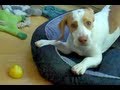 Video: Silly Dog Plays With Lemon