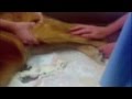 videos de Animal Abuse and Responsible Pet Ownership