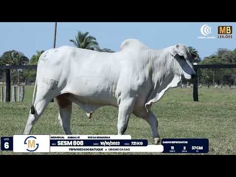 2� DE OLHO NA FAZENDA NELORE SESMARIAS