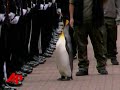 Raw Video: Penguin Receives Norwegian Knighthood Raw Video: Penguin Receives Norwegian Knighthood