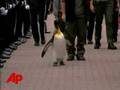Raw Video: Penguin Receives Norwegian Knighthood