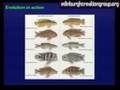 videos de Fish, Fossils and Evolution (4/7)