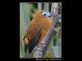 Pássaro-boi - Perissocephalus tricolor Pássaro-boi - Perissocephalus tricolor