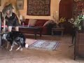 Very first steps on front legs