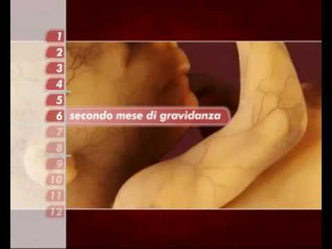 Immagine anteprima YouTube