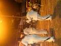 videos de NCR Employees Dancer