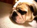 Ditka snoring