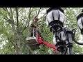 Devon Tree Services - our Tree Works in action in Torquay, Dartmouth, Torbay and other areas in the South West.