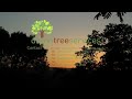 Devon Tree Services - our Tree Works in action in Torquay, Dartmouth, Torbay and other areas in the South West.