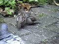 Sparrows Sparrows