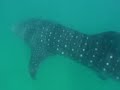 whale shark project whale shark project