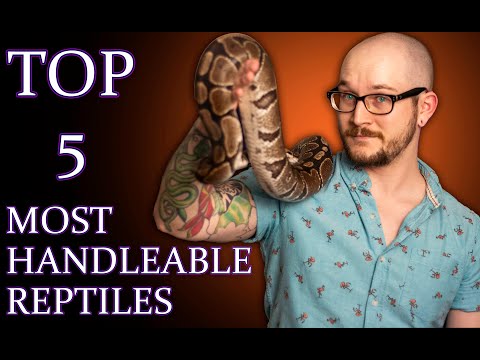 YouTube reptile video