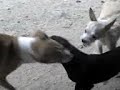 la blaki y el pinki