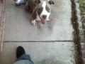 Blue Nose Puppie for Sale Full Blooded Gotti Bread Snoop Doggie Dog West Side young Killa