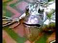 Wikrsworth festival lizard no 2 baroque performance