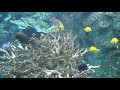 Tropical fish swimming over reef coral Tropical fish swimming over reef coral