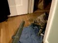angry cat