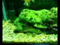 sucker fish v2.mp4