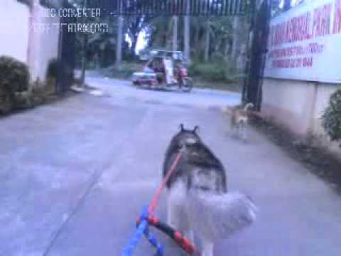 siberian husky
