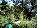 at-the-zoo-scaring-pidgeons-away-random.html
