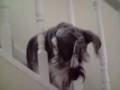 videos de Bannister schnauze