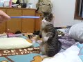 [ネコ]マイケル・ジャクソンを彷彿とさせる猫ちゃん「スリラー」。ただし練習中。のサムネイル2