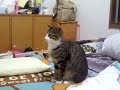 [ネコ]マイケル・ジャクソンを彷彿とさせる猫ちゃん「スリラー」。ただし練習中。のサムネイル3