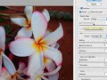 Selective FOCUS in Photoshop CS3 (No. 40) Selective FOCUS in Photoshop CS3 (No. 40)